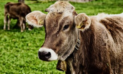 Pisau Terjatuh Saat Menyembelih, Qurban Batal?