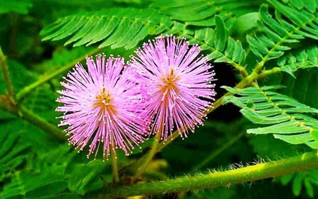 Hadits Arbain ke 20 – Keutamaan Rasa Malu Hadits Arbain ke 20 – Keutamaan Rasa Malu