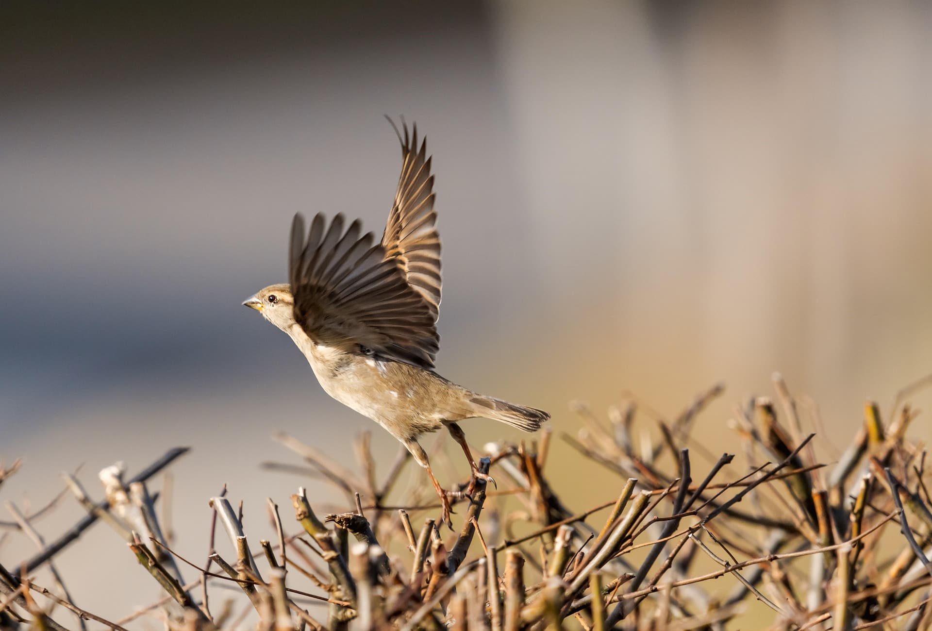 Khutbah Jumat: Mengapa Harus Terburu-buru? Rahasia di Balik Takaran Rezeki yang Sempurna